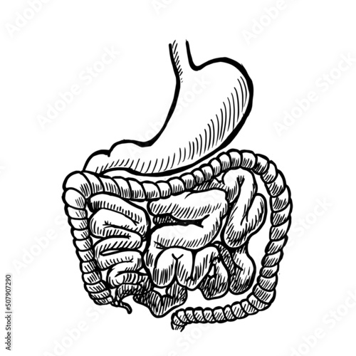 stomach and intestines vector illustration isolated on white background