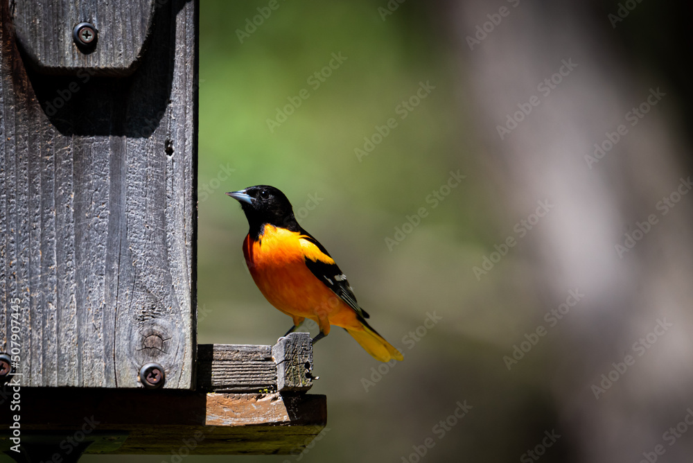 Bright orange Baltimore Oriole bird perched on feeder. Soft green background; shallow depth of field. Bright orange Baltimore Oriole bird perched on feeder. Soft green background; shallow depth of field.