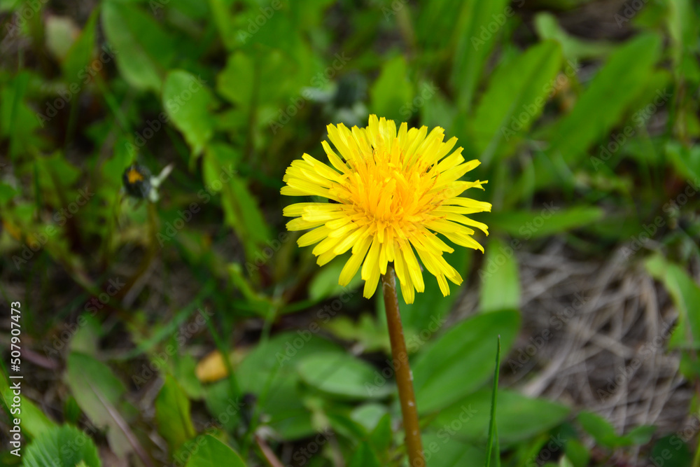 dandelion head isolated on green grass background dandelion head isolated on green grass background