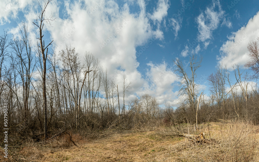 Blue sky with white clouds over wild forest Blue sky with white clouds over wild forest