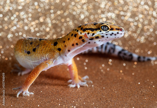 one leopard gecko in golden background