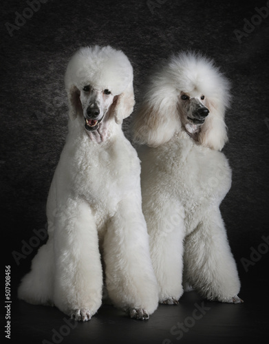 Two giant poodles with different grooming