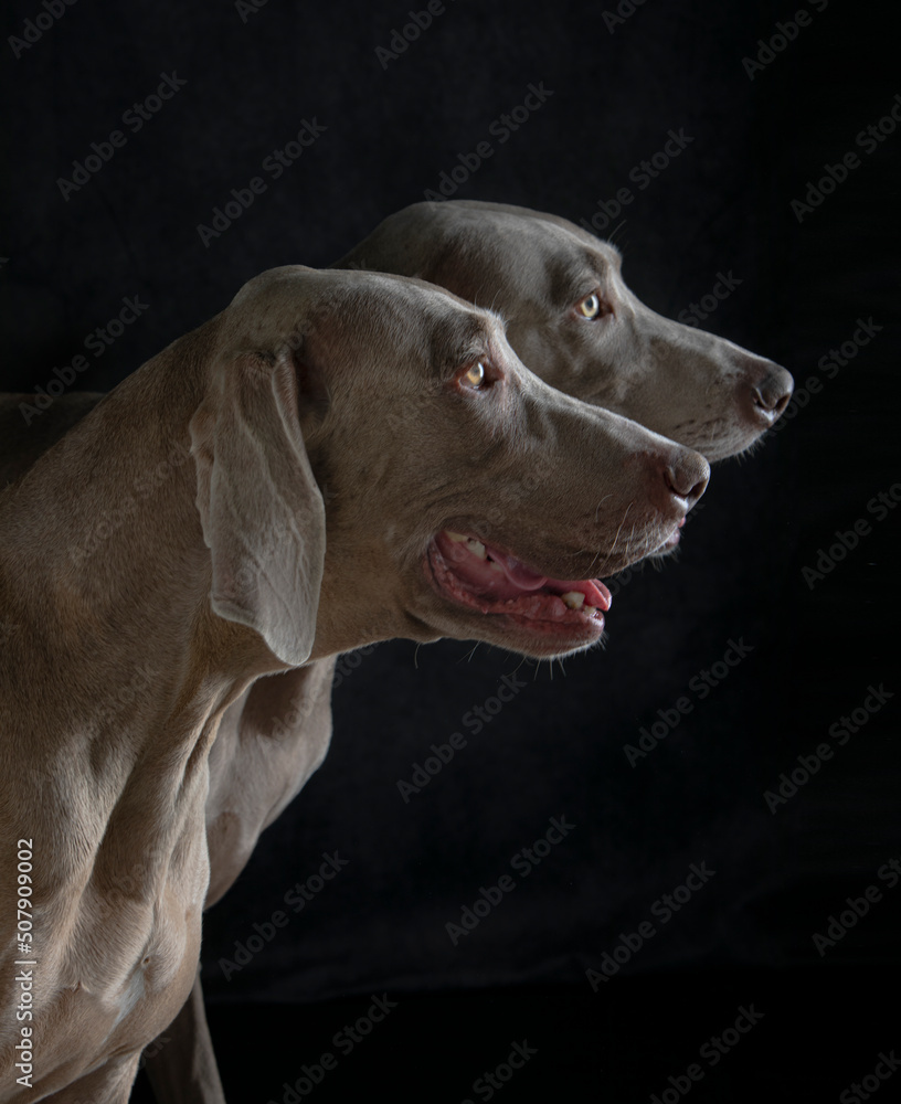 two side heads of weimaraners