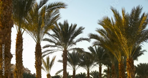 Alley of tall palm trees, palms garden. Sunny summer tropical day with exotic plants. Sky on the background. Traveling vibes, flora market. Coast landscaping. Golden hour sunset. Green desert plant