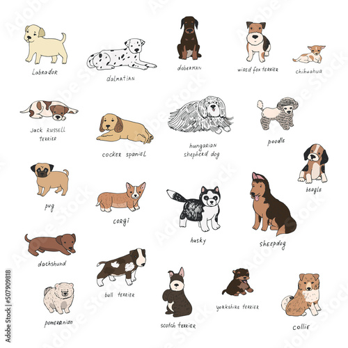 Fototapeta Naklejka Na Ścianę i Meble -  cute puppies breeds dog vector illustrations set