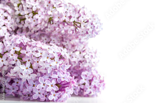 Branches of purple lilac isolated on a white background