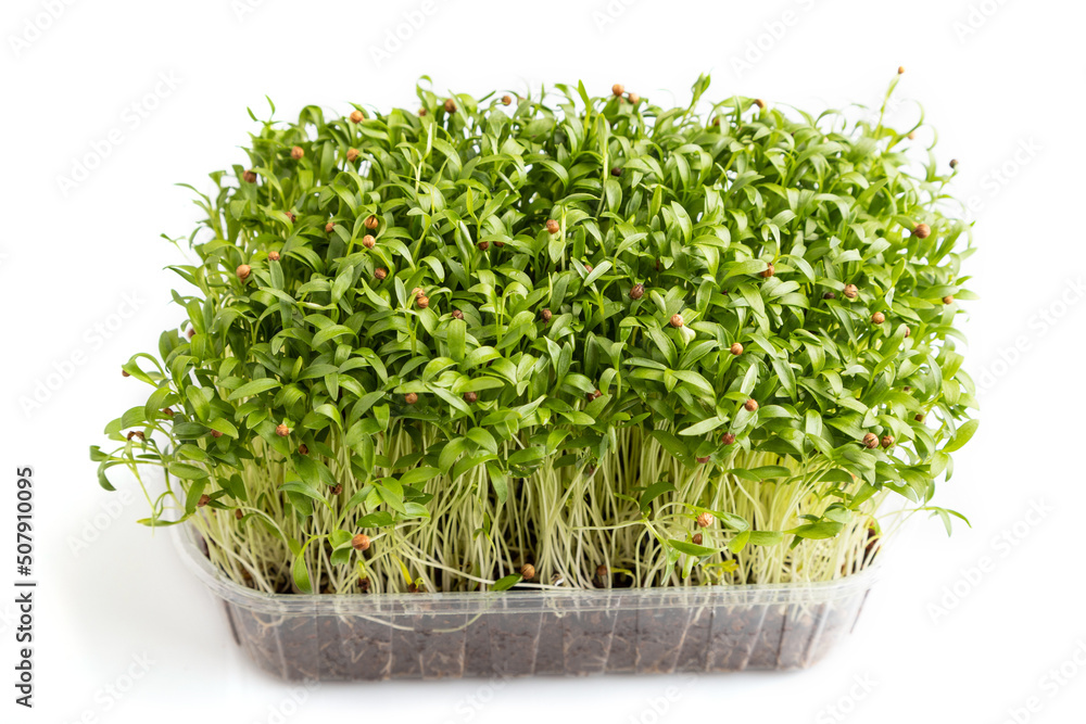 Plastic box with microgreen sprouts of cilantro isolated on white background. Side view. Plastic box with microgreen sprouts of cilantro isolated on white background. Side view.