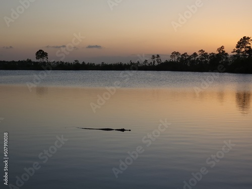 Alligator - Alligator mississippiensis - swimming in Pine Glades Lake in Everglades National Park, Florida in late afternoon light..