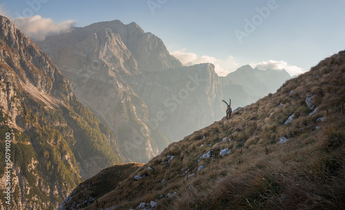 Alpine Ibex in the Julian Alps mountains