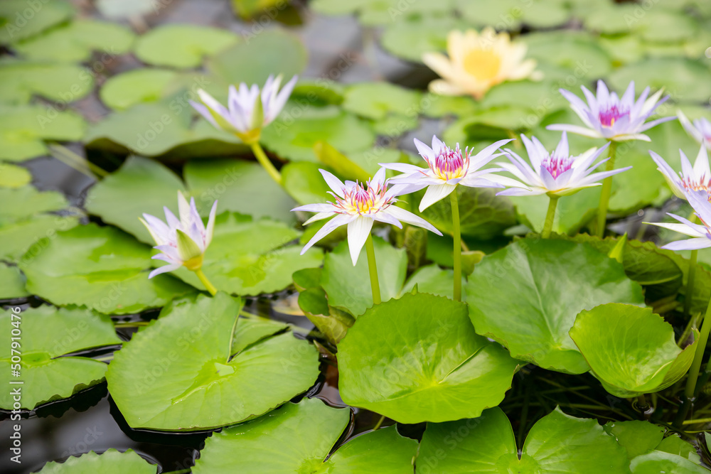 White lotus with yellow pollen on surface of pond.White lotus with yellow pollen on surface of pond, white water lilly blooming in pond White lotus with yellow pollen on surface of pond.White lotus with yellow pollen on surface of pond, white water lilly blooming in pond