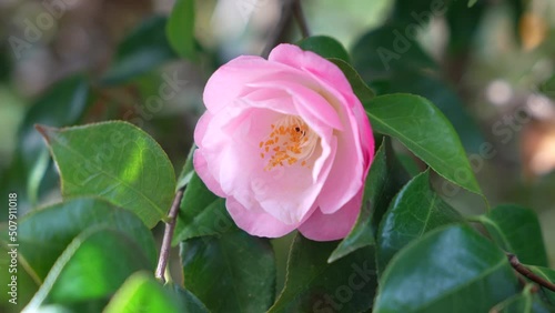 Camilia (Camellia Japonica) photo