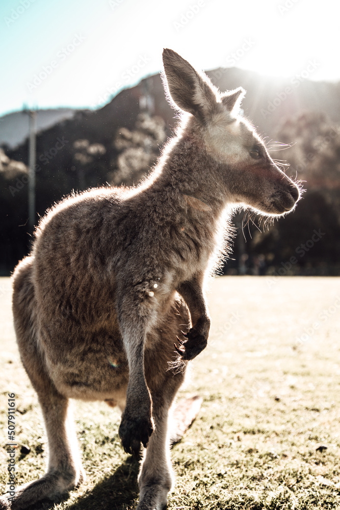 Kangaroo Kangaroo