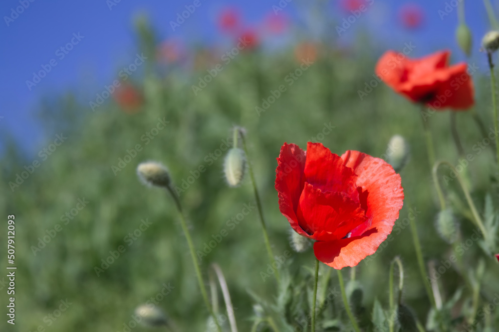 Obraz premium Bright flowers of red poppies among other wild plants