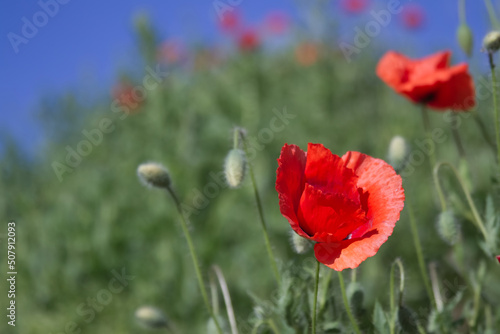 Bright flowers of red poppies among other wild plants