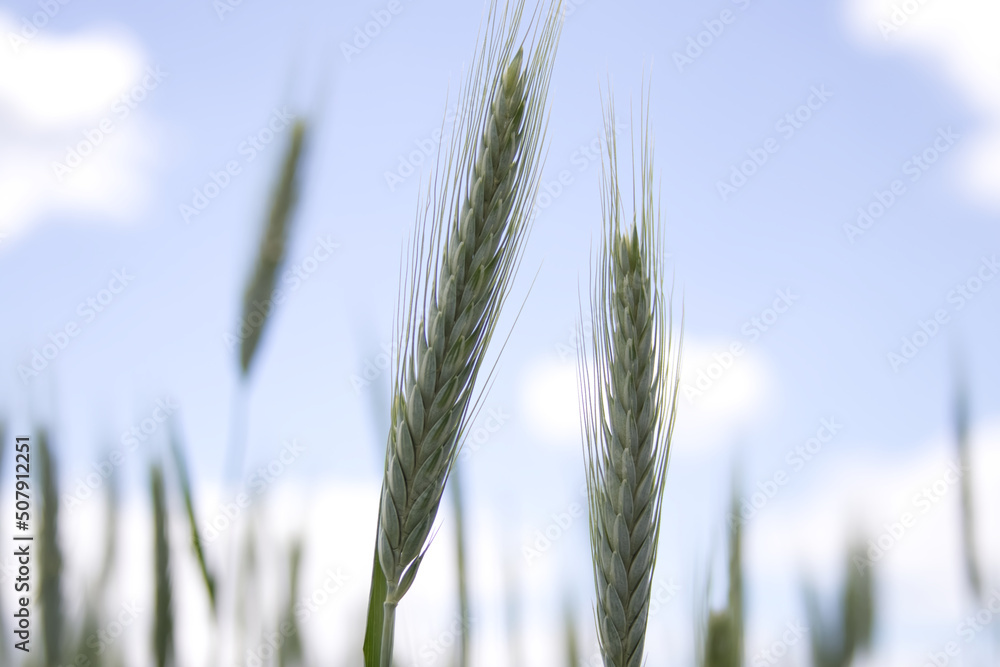 Field and ears of early winter triticale wheat Field and ears of early winter triticale wheat