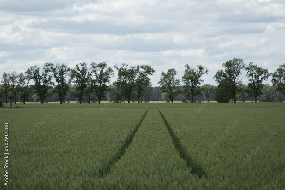 Field and ears of early winter triticale wheat