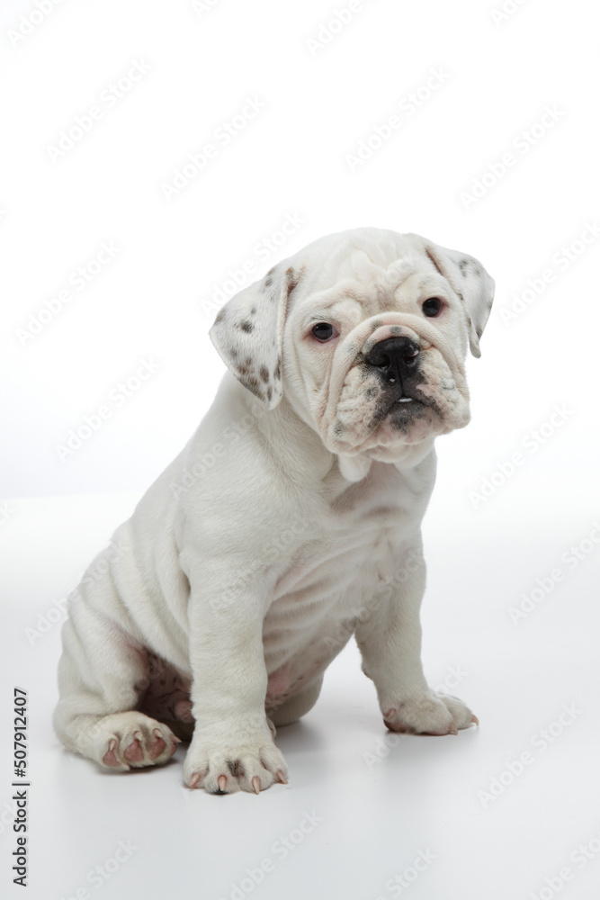 english bulldog puppy photographed in studio