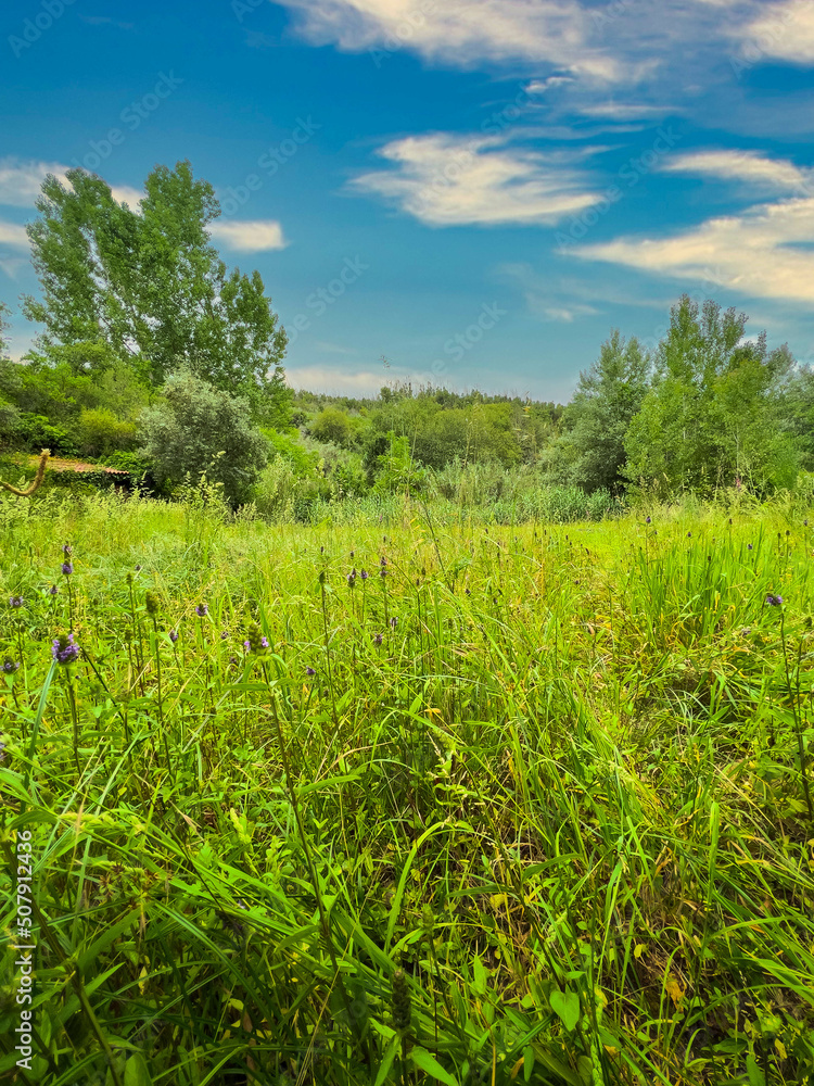 Naklejka premium Terreno verde sob céu azul