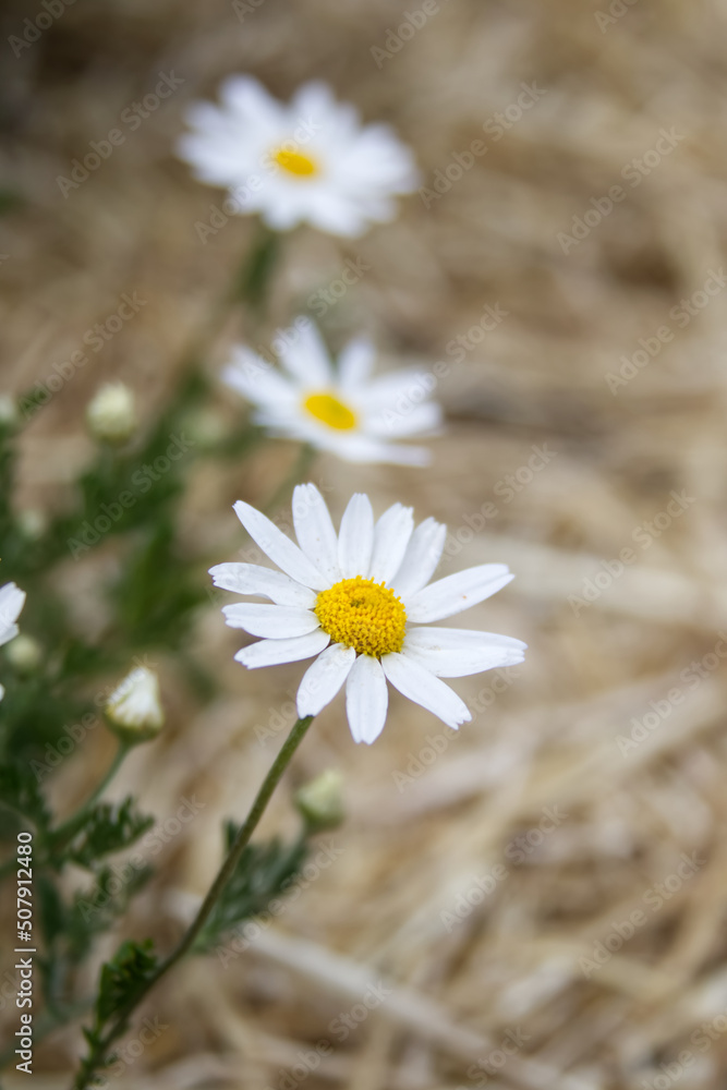 Obraz premium Chamomile flower on a blooming meadow against the background of grass