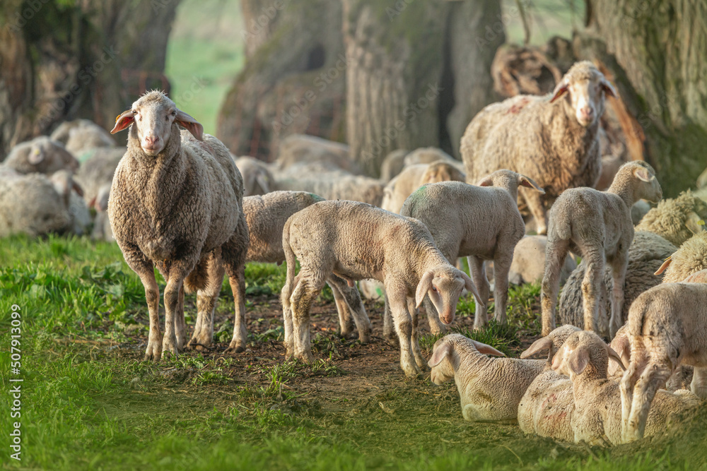 Portrait of a flock of sheeps. Preservation of the countryside with sheeps Portrait of a flock of sheeps. Preservation of the countryside with sheeps