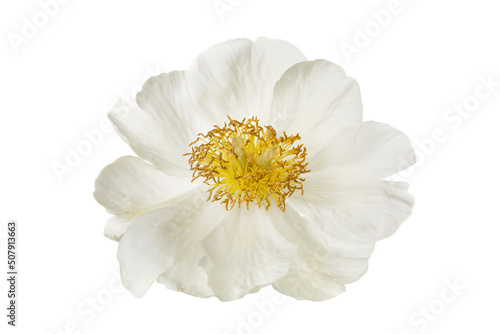 Elegant white simple shape peony flower isolated on sky white background.