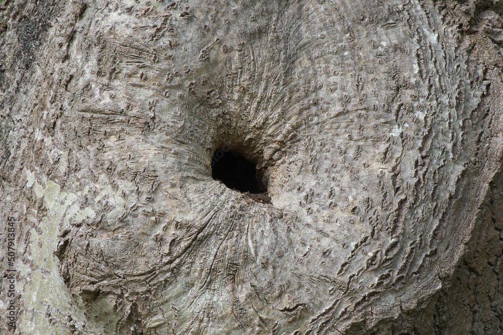 Large hole in a tree trunk. Bird house. Selective sharpness.
