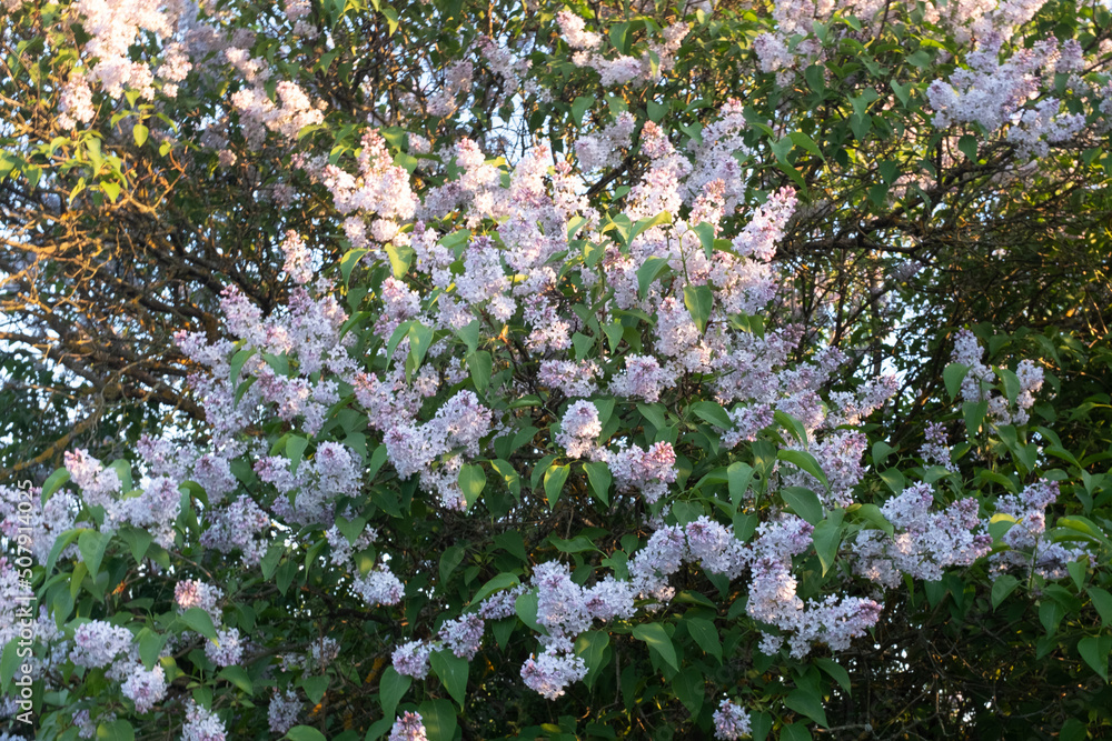 Background from bush lilac with green leaves. Fresh lilac flowers in the spring garden at the sunny day. Picture for publication, screensaver, wallpaper, poster, calendar, card, banner, cover, website Background from bush lilac with green leaves. Fresh lilac flowers in the spring garden at the sunny day. Picture for publication, screensaver, wallpaper, poster, calendar, card, banner, cover, website