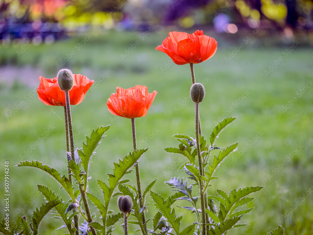 Obraz premium POPPY FLOWERS 4