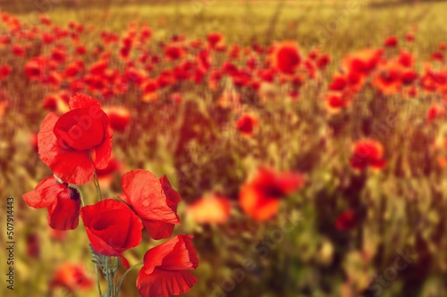 Fototapeta Naklejka Na Ścianę i Meble -  Poppy field in full bloom against sunlight. Field of red poppys. Remembrance Day, Memorial Day,