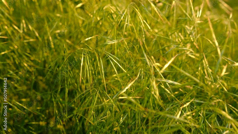 Green grass shaking in sunset light, Green grass shaking in sunset light,