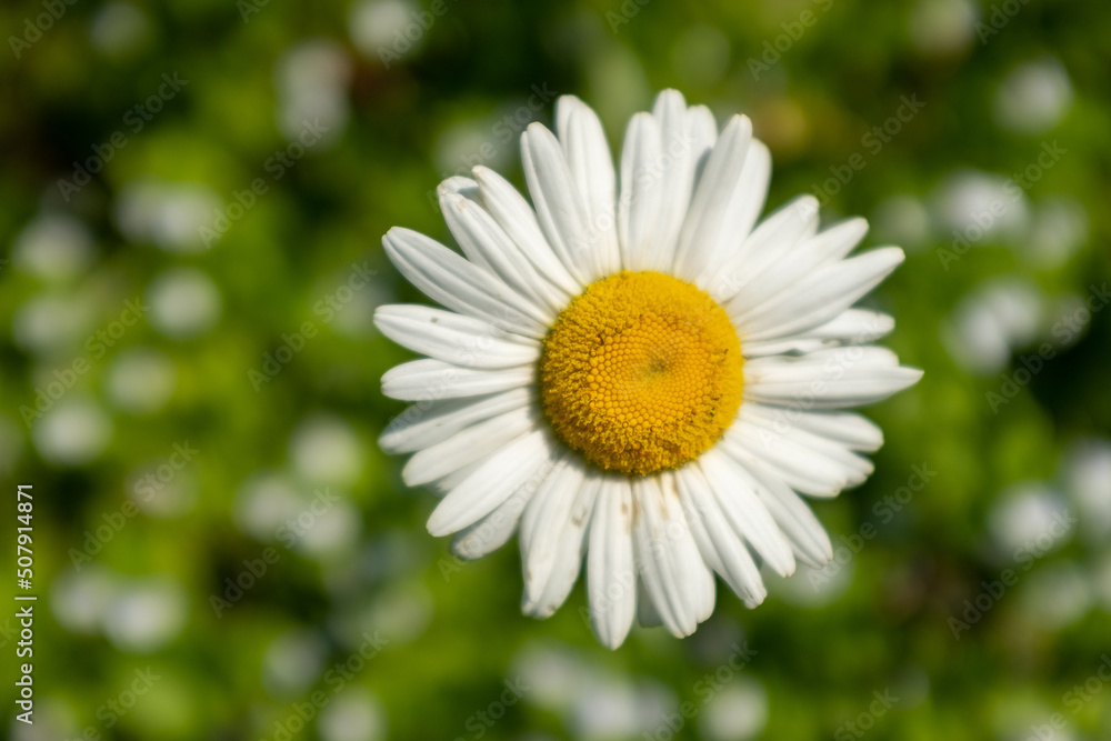 Big camomile flower on blurred green meadow in summer. Chamomile with white petals for poster, calendar, post, screensaver, wallpaper, card, banner, cover, website, copy space for your design or text Big camomile flower on blurred green meadow in summer. Chamomile with white petals for poster, calendar, post, screensaver, wallpaper, card, banner, cover, website, copy space for your design or text