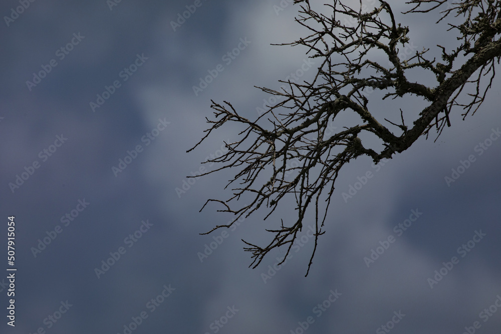 Fototapeta premium Dark, scary mood in scraggly tree branch background with ample copy space on blue and gray hues of sky