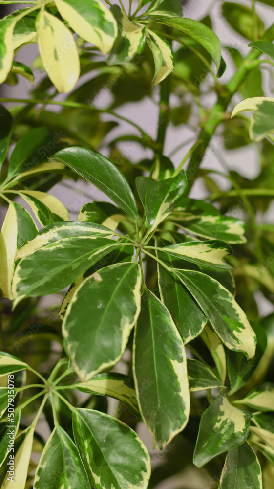 Arboreal plant of the schefflera, with green and yellow leaves. Dwarf umbrella tree. Vertical photo. Arboreal plant of the schefflera, with green and yellow leaves. Dwarf umbrella tree. Vertical photo.