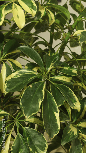 Vertical photo of beautiful schefflera tree plant  with green and yellow leaves. Dwarf umbrella tree.
