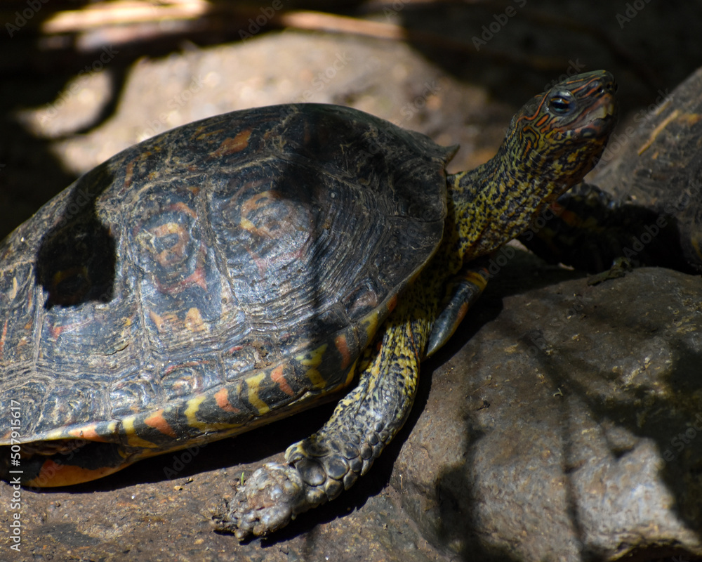 Fototapeta premium tortuga, reptilia, animal, caracola, tortuga, acuático, naturaleza, fauna, terrapene, tortuga, charcas, atrasado, verde, acuatica, mascota, inhospitalario, roca, aislada, lago, mascota