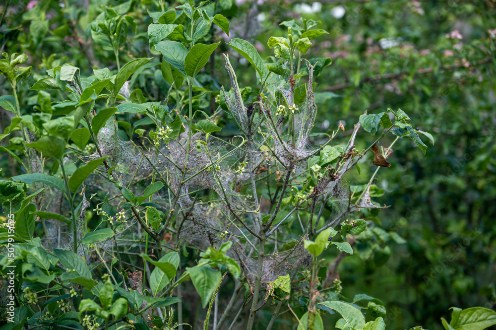 Communal web and eaten leaves from the ermine moth caterpillar, Yponomeuta spp Communal web and eaten leaves from the ermine moth caterpillar, Yponomeuta spp