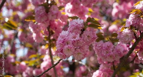 Cherry blossom hanami in Tokyo during a sunny spring day
