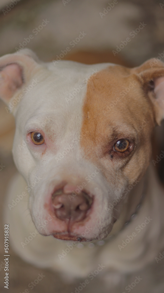 Vertical photo of cute pink-nosed pit bull dog with soft brown and white fur, shallow depth of field.