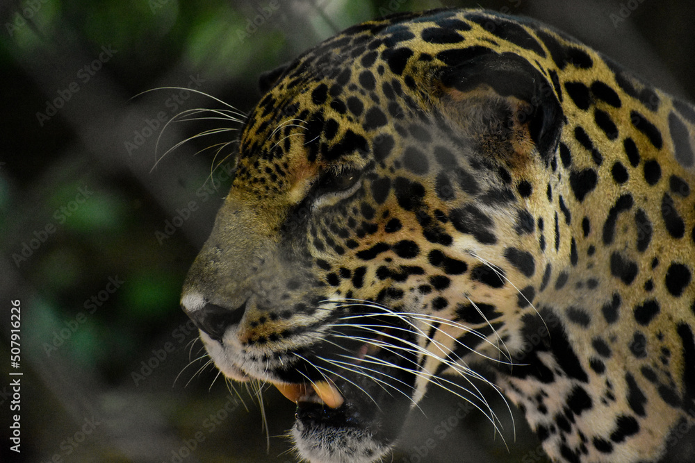 leopardo, animal, felinos, fauna, árbol, jaguar, mamífero, inhospitalario, depredador, naturaleza, zoo, felíno, safari, espacio publicitario, carnivoros, pantera, pelaje, abultado, manchado, peligrosa