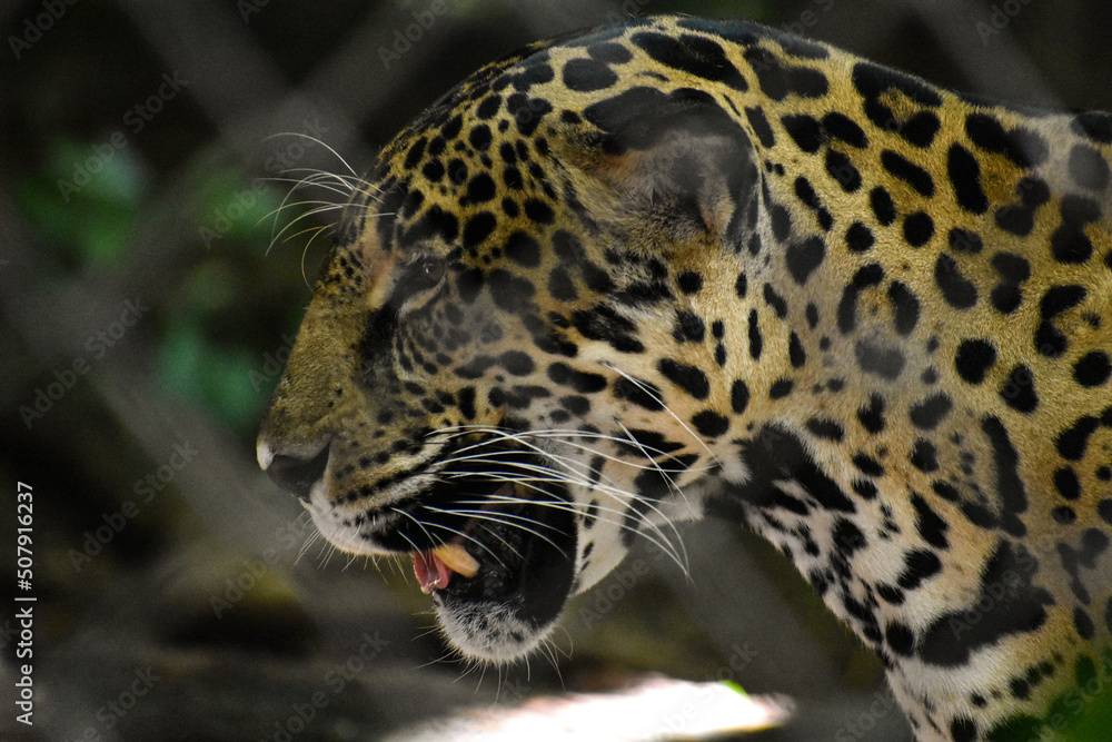 Naklejka premium leopardo, animal, felinos, fauna, árbol, jaguar, mamífero, inhospitalario, depredador, naturaleza, zoo, felíno, safari, espacio publicitario, carnivoros, pantera, pelaje, abultado, manchado, peligrosa