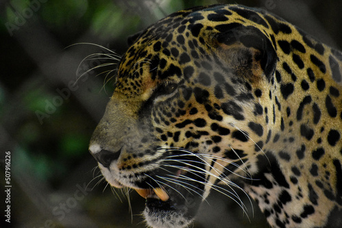 leopardo  animal  felinos  fauna    rbol  jaguar  mam  fero  inhospitalario  depredador  naturaleza  zoo  fel  no  safari  espacio publicitario  carnivoros  pantera  pelaje  abultado  manchado  peligrosa