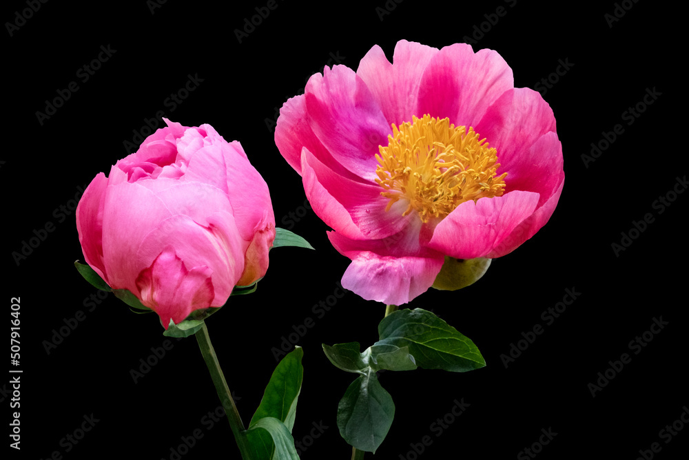 Bud of two peony flowers. Open peony buds. Pink peony flowers isolated on black background