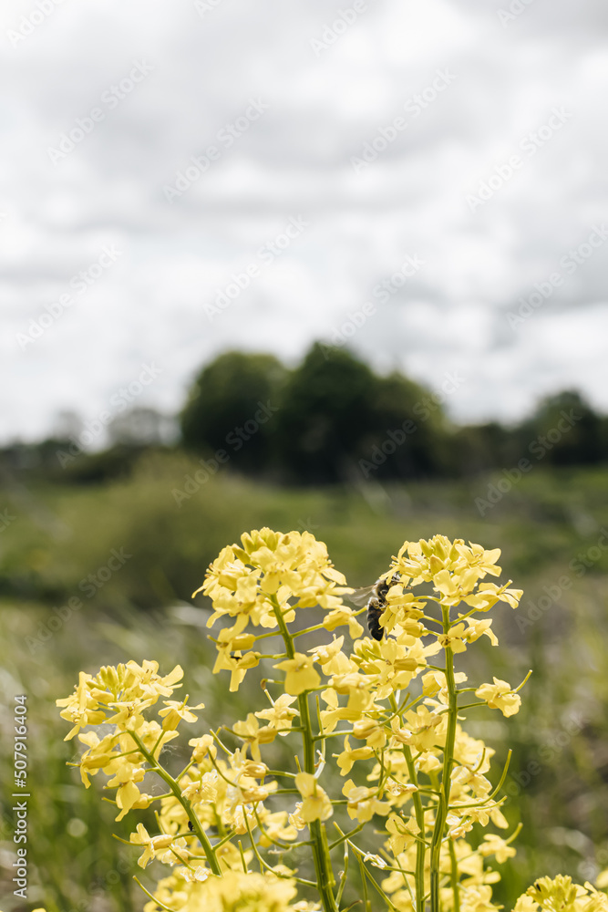 Bee on yellow flower
