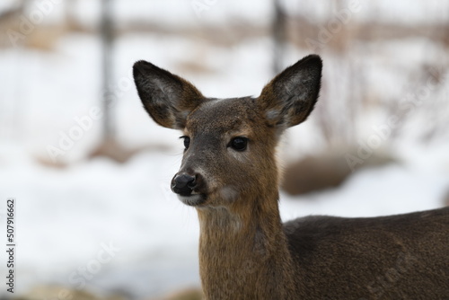 White tailed deer portrait in the snowy winter