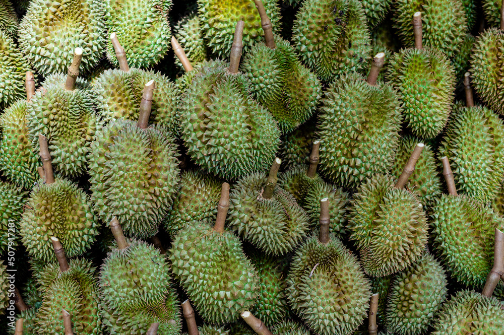 Big durian group waiting to be exported, agriculture in Thailand is product of quality ,king of fruit Big durian group waiting to be exported, agriculture in Thailand is product of quality ,king of fruit