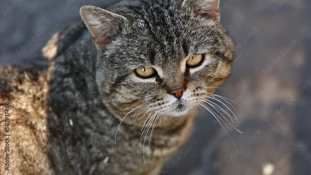 Sad cat winks with his eye. The thoroughbred Scottish Fold meows. A sad look from a pet. Hungry angry tabby cat. Cute adorable cat. Sad cat winks with his eye. The thoroughbred Scottish Fold meows. A sad look from a pet. Hungry angry tabby cat. Cute adorable cat.