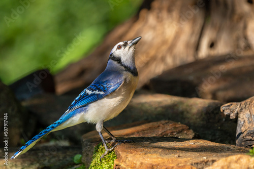 Blue Jay looking to the sky © Gordon