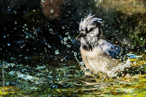 Valokuvatapetti Close-up of a Blue Jay taking a bath in a stream