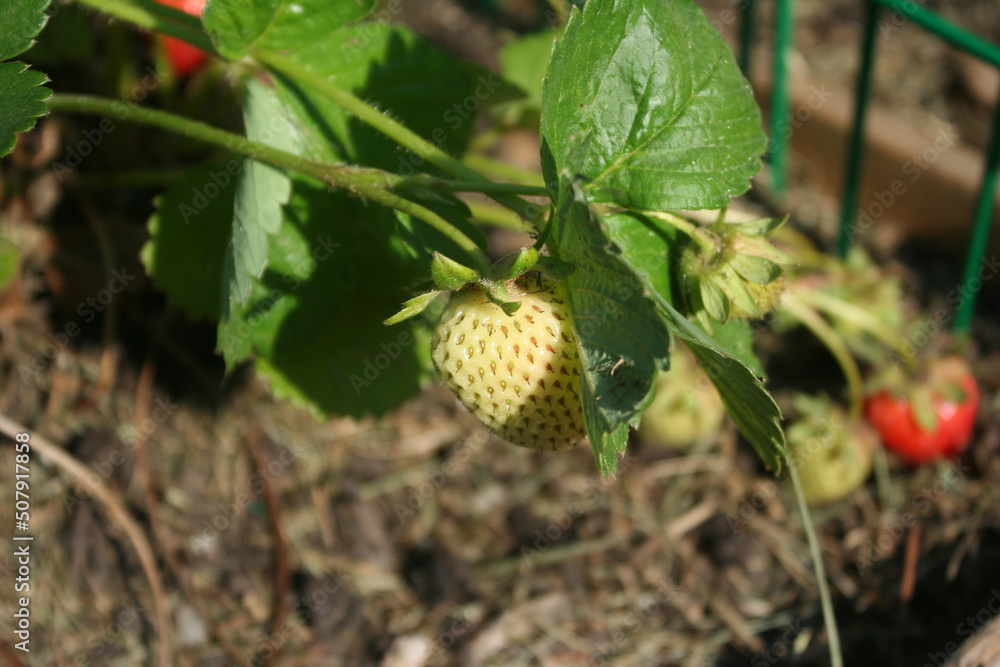 strawberry in the garden strawberry in the garden
