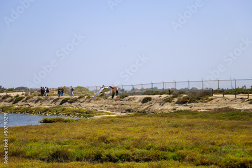 people walking along a dirt footpath surrounded by lush green marsh and blue ocean water with blue sky at Bolsa Chica Ecological Reserve in Huntington Beach California USA	 photo